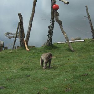 28/4/2017 Japanese Macaque