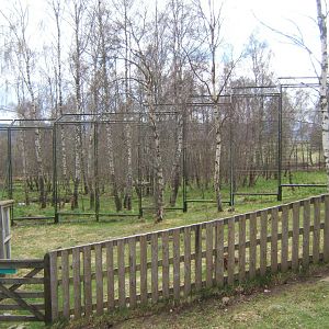 28/4/2017 View of Amur Tiger enclosure