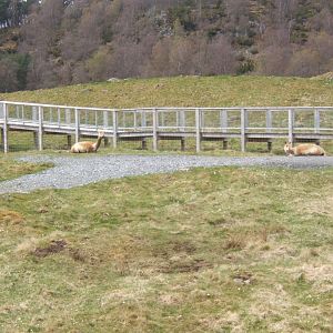 28/4/2017 Vicuna and footpath to the female Polar Bear enclosure