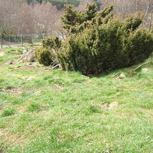 28/4/2017 View of Arctic Fox enclosure