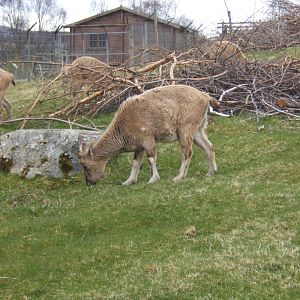 28/4/2017 Turkomani Markhor