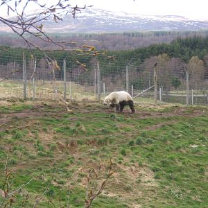 28/4/2017 Two tone Polar Bear