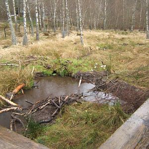 28/4/2017 View of the European Beaver enclosure
