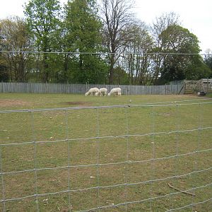 29/4/2017 View of Alpaca and Greater Rhea enclosure