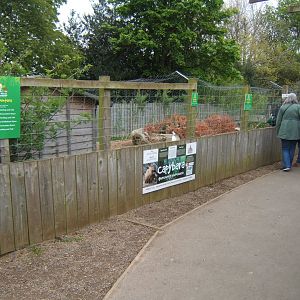 29/4/2017 View of Capybara enclosure