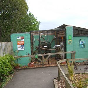29/4/2017 View of mixed Parrot aviary