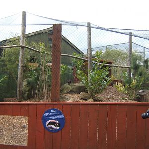 29/4/2017 View of Temmincks Tragopan