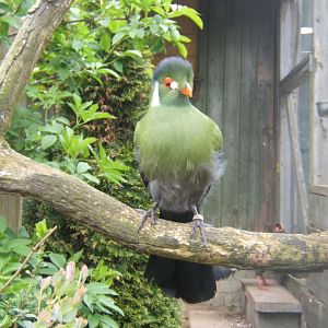 29/4/2017 White-cheeked Turaco
