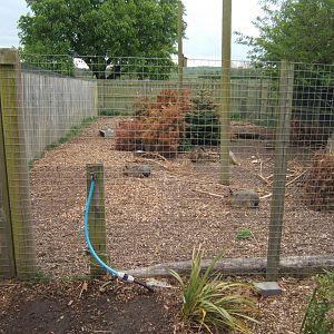 29/4/2017 View of Patagonian Mara