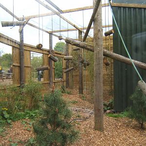 29/4/2017 View of future Squirrel Monkey enclosure