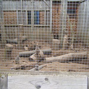 29/4/2017 View of Meerkat enclosure