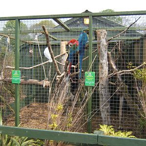 29/4/2017 View of mixed Macaw aviary