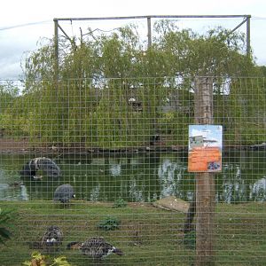 29/4/2017 View of Large mixed Bird Aviary