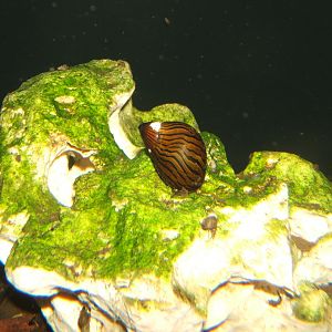 29/4/2017 Zebra Snail (Neritina natalensis)