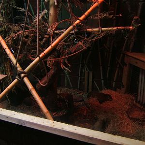 29/4/2017 View of Marmoset and Agouti enclosure