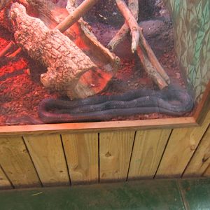 29/4/2017 Black Rat Snake