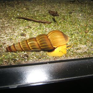29/4/2017 Orange Rabbit Snail (Tylomelania gemmifera)