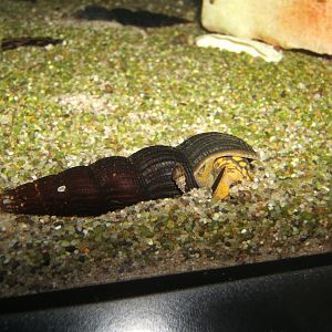 29/4/2017 Tiger Rabbit Snail