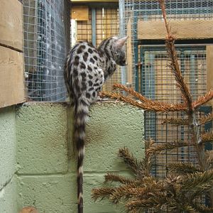 29/4/2017 Common Genet