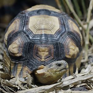 Ploughshare tortoise