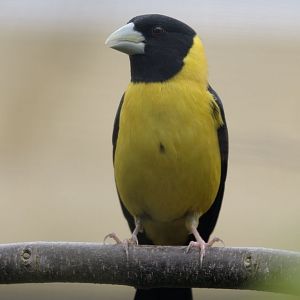 Collared grosbeak