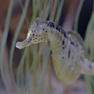 Pot-bellied sea horse