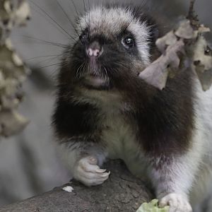 North Luzon cloud rat