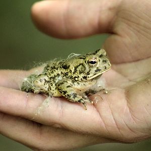 May. 2017 - American Toad