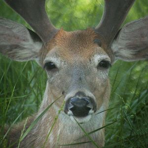 May. 2017 - White-tailed Deer