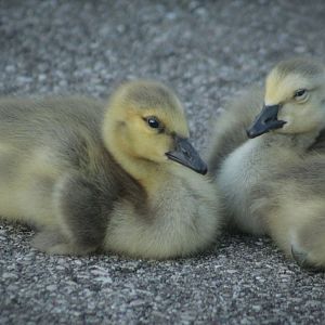 May. 2017 - Goslings