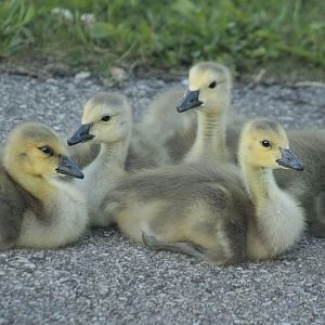 May. 2017 - Goslings