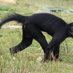 Black crested mangabey