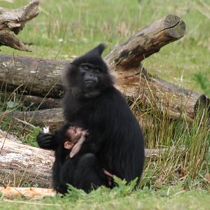 Black crested mangabey with young
