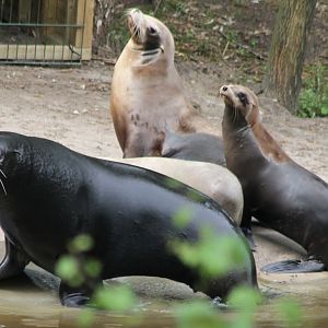 New Californian sea-lions