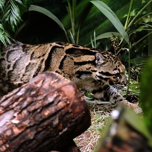 Clouded Leopard