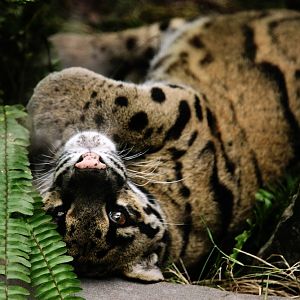 Clouded Leopard