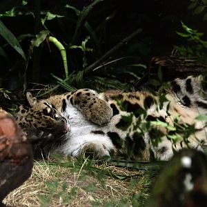 Clouded Leopard