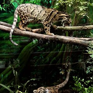Clouded Leopard