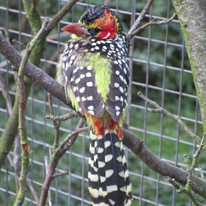 Red-and-yellow barbet