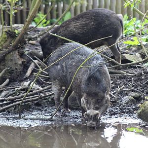 Warty Pig