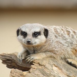 Meerkat