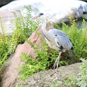 Grey Heron