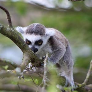 Baby Lemur