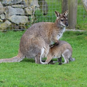 Wallaby