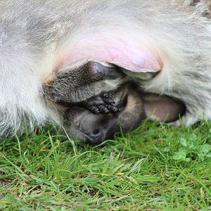 Baby Wallaby