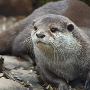 Otter