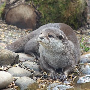 Otter