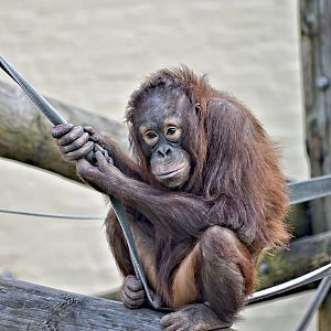 Young Orangutan