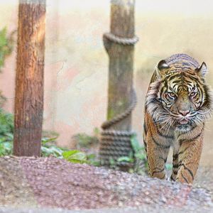 Sumatran Tiger