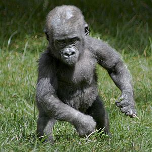 Youngster at Twycross Zoo